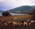 011 Sila - Lago Cecita.GIF