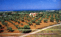 013 Santa Eufemia - La piana.GIF