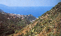 015 Bagnara Calabra - Viti su terrazze.GIF