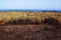 049 Squillace - Resti dell'anfiteatro.GIF
